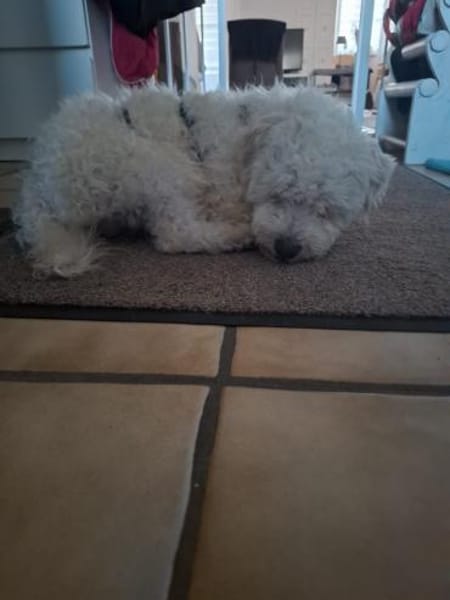 🐾 Lumpi sucht sein Für-immer-Zuhause