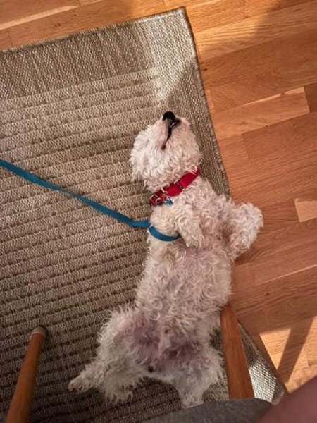 🐾 Lumpi sucht sein Für-immer-Zuhause