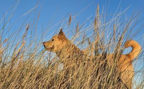 Sintra freut sich auf dich!