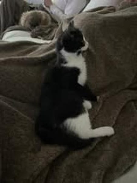 🐾Kater Nino sucht ein Zuhause💛