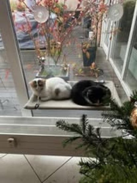 🐾Kater Nino sucht ein Zuhause💛