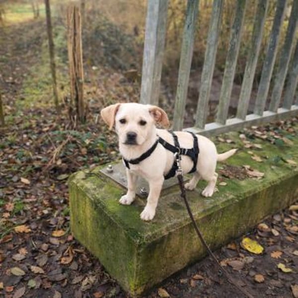 Enja kleines Hündchen mit großen Herz