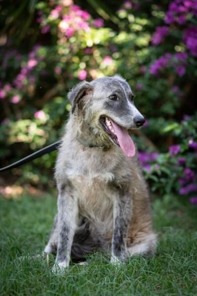 Ruby 💚💚💚 möchte gefallen