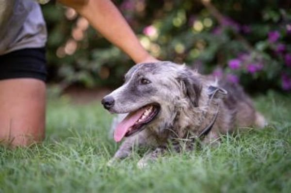 Ruby 💚💚💚 möchte gefallen