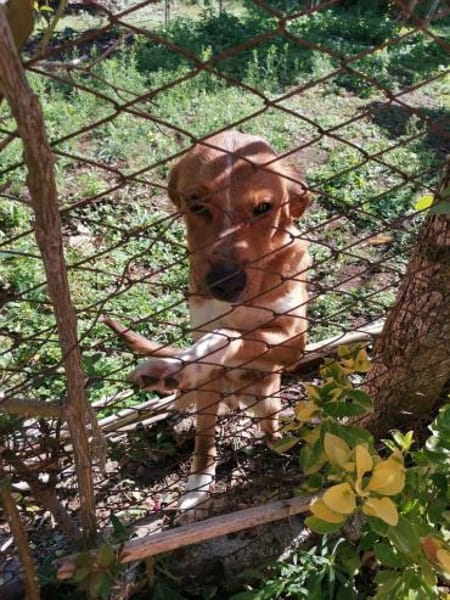 Caramello 💜 Familienanschluss gesucht