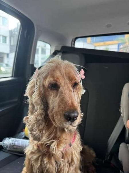 Fruzsi, hübsche Cocker Spaniel Dame