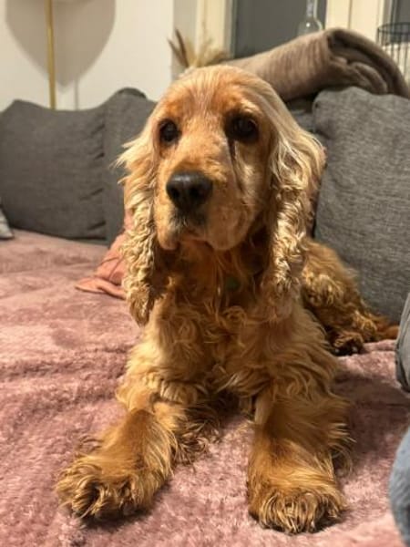 Fruzsi, hübsche Cocker Spaniel Dame