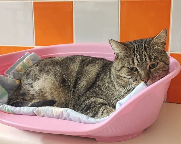 tiger pab28362 ex PFB4079