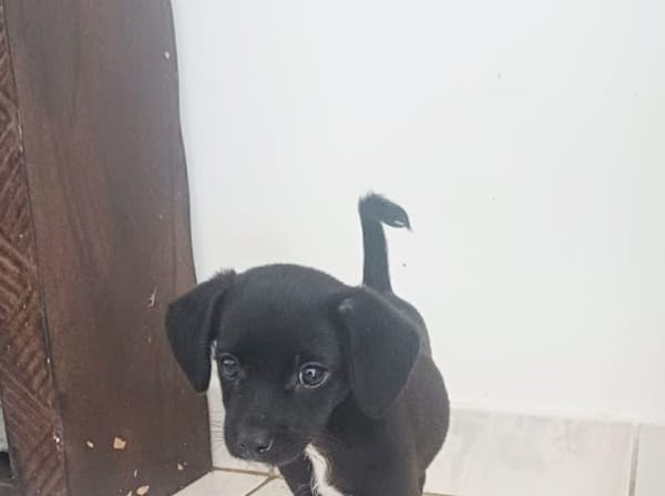 CHRONOS, chiot mâle croisé Chihuahua & Pinsher