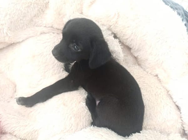 CHRONOS, chiot mâle croisé Chihuahua & Pinsher