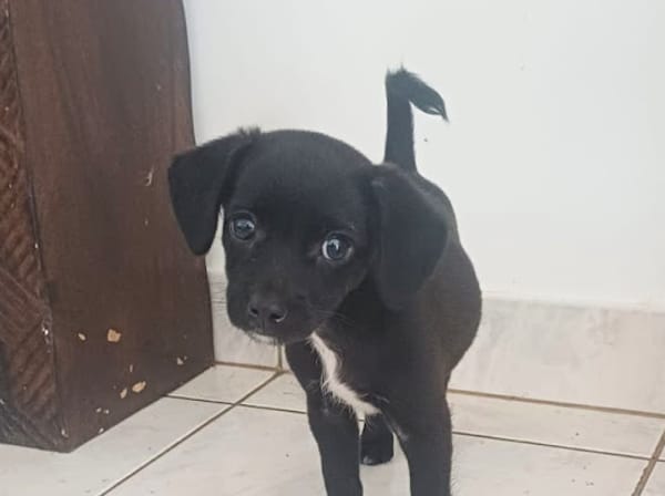 CHRONOS, chiot mâle croisé Chihuahua & Pinsher