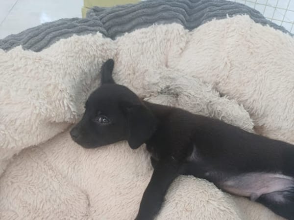 CHRONOS, chiot mâle croisé Chihuahua & Pinsher