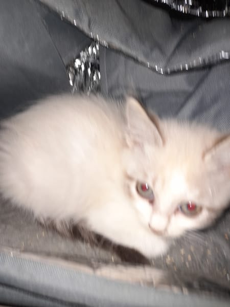 ALWA chatonne croisé siamois