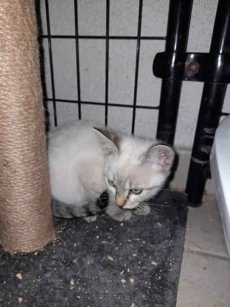 NOUGAT chatonne croisé siamois