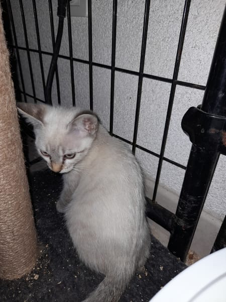 NOUGAT chatonne croisé siamois