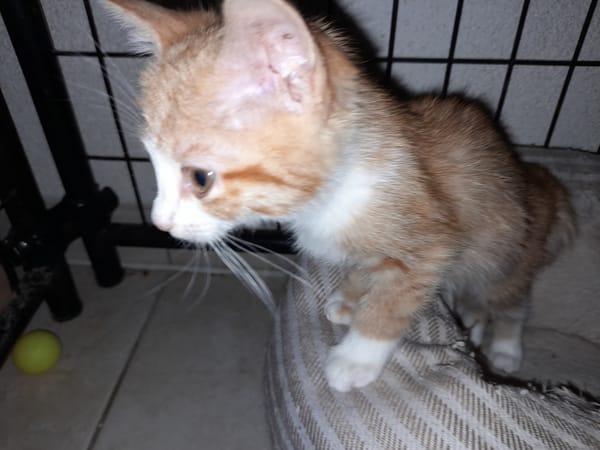 BOUCAN chatonne roux et blanc