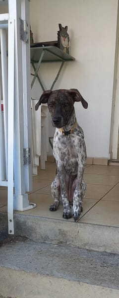 🐾 À L’ADOPTION – ALMA, petite battante au grand cœur 🐾