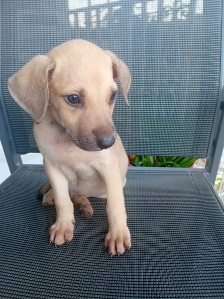 🐾 À L’ADOPTION – DIESEL, petit sable au cœur tendre 🐾