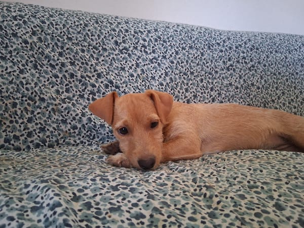 🐾 À L’ADOPTION – ZIVA, petite perle pleine de tendresse 🐾