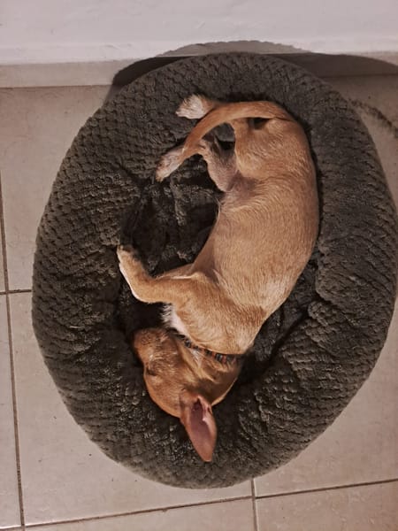 🐾 À L’ADOPTION – ZIVA, petite perle pleine de tendresse 🐾