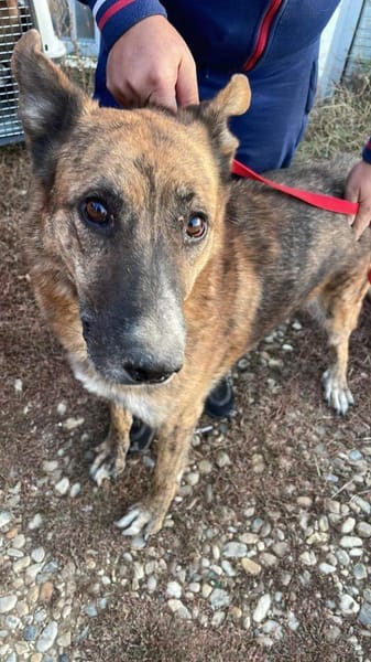 Angus - Notfall in Deutschland