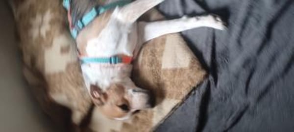 GIHRA 💚💚💚 sucht Für-immer-Zuhause