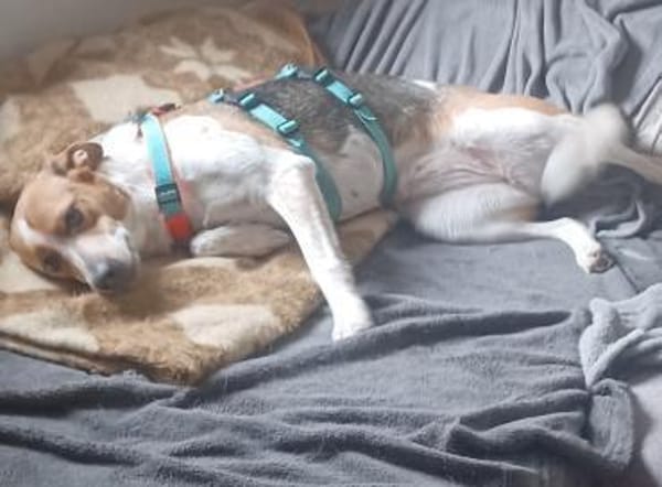 GIHRA 💚💚💚 sucht Für-immer-Zuhause