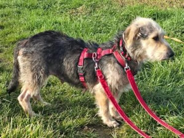 COCO-bezaubernde Hündin,hat Epilepsie