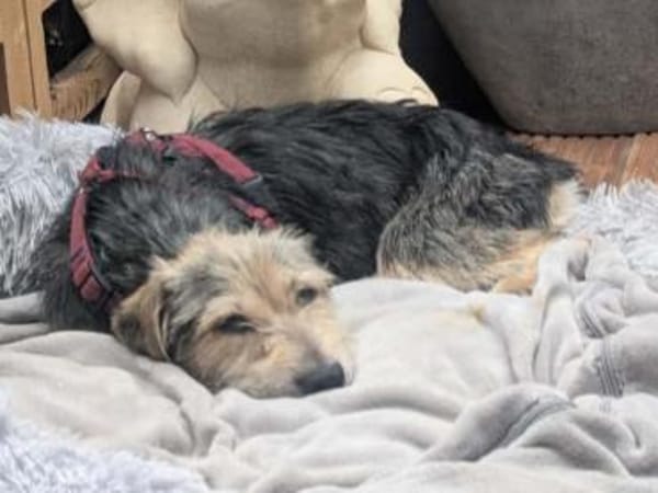 COCO-bezaubernde Hündin,hat Epilepsie