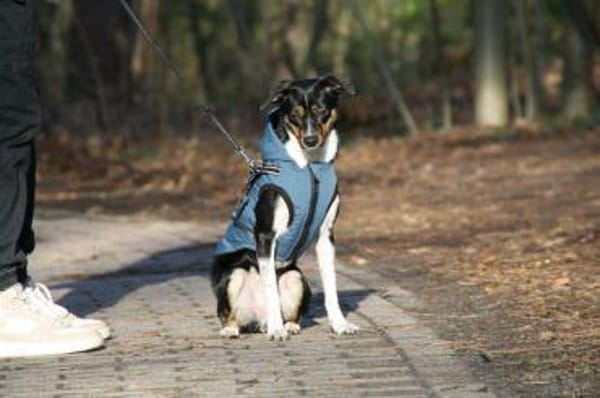 Glenni - Die Aufgeweckte