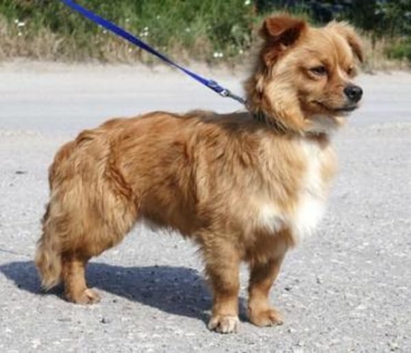 Pippinus ist süß, neugierig und putzig!!