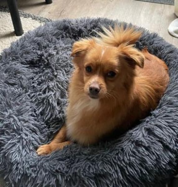 Pippinus ist süß, neugierig und putzig!!