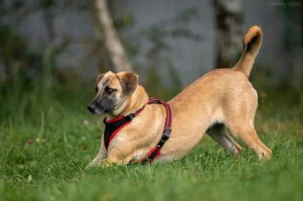 Fröhliche Lika sucht ihre Familie