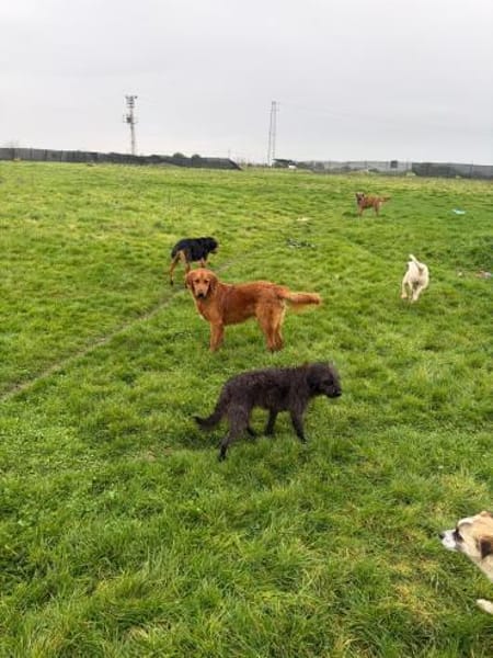 Tarcin sucht ein Zuhause/Pflegestelle