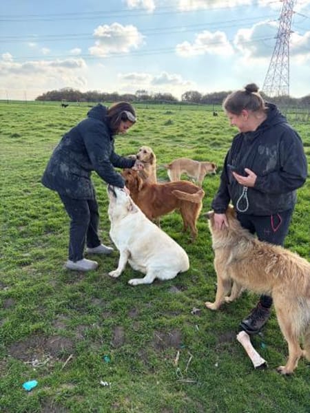 Tarcin sucht ein Zuhause/Pflegestelle