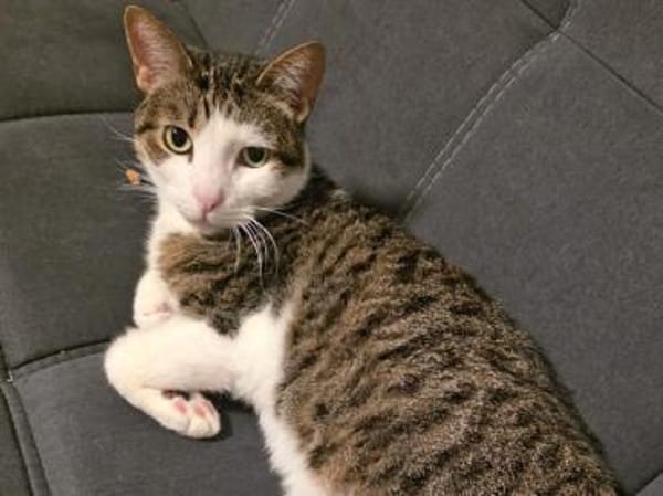 Kater Nicola hofft auf eine neue Chance