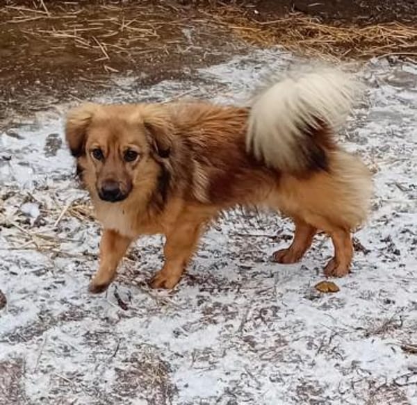 Csuti bekam nie Zuwendung