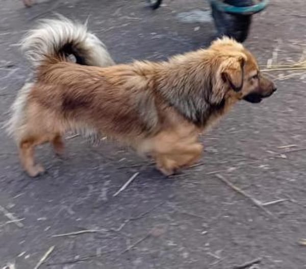 Csuti bekam nie Zuwendung