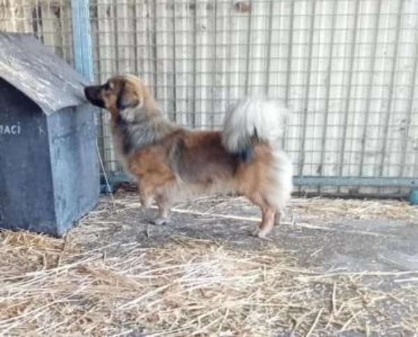 Csuti bekam nie Zuwendung