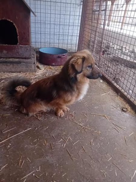 Csuti bekam nie Zuwendung