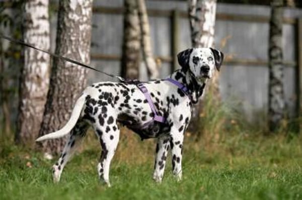 Freundliche Gloria sucht ihre Menschen