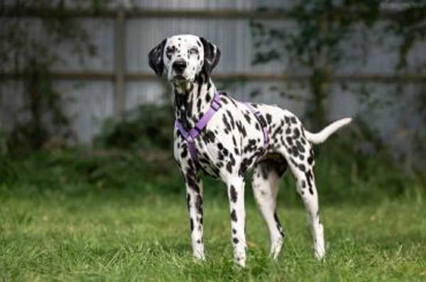 Freundliche Gloria sucht ihre Menschen