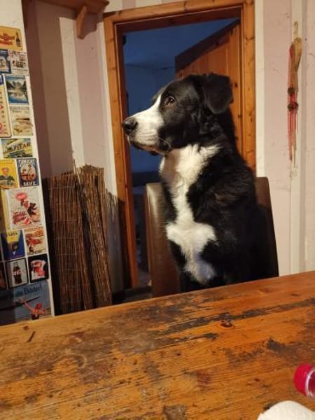 Nicki - Besitzerin erkrankt