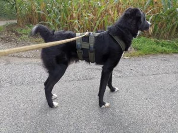 Nicki - Besitzerin erkrankt