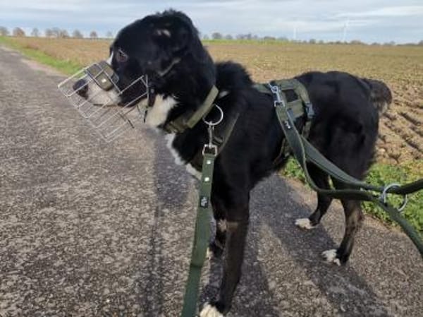 Nicki - Besitzerin erkrankt