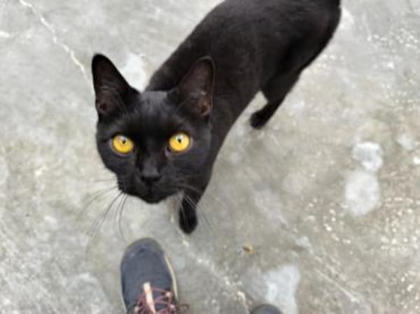 Joron - Verschmuster Prachtpanther