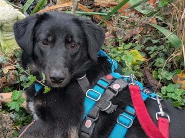 MARIA-zauberhafte Jung-Hündin, 43 cm