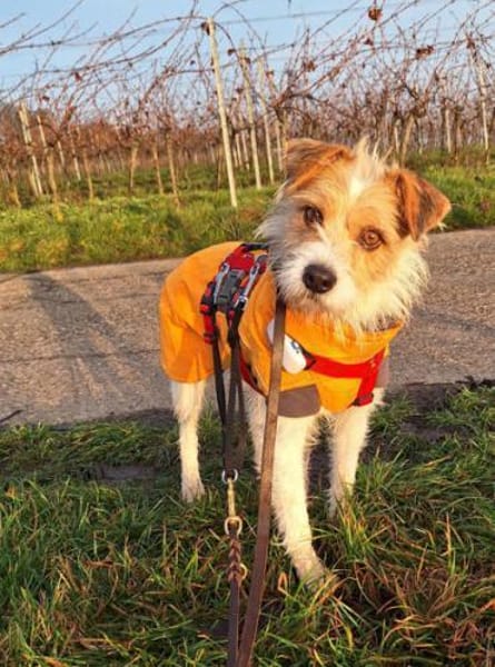 Aramis1 sucht ein Zuhause