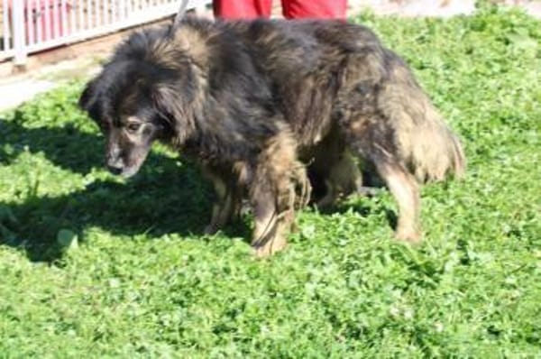 Bo - ruhig u. sehr verschmust