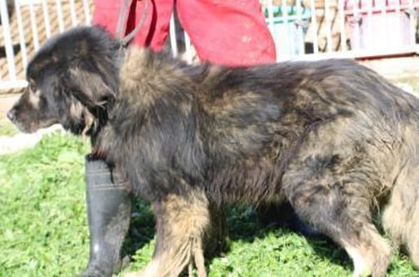 Bo - ruhig u. sehr verschmust